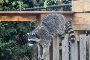 seattle raccoon jimothy viral video